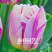 创世大发-郁金香
