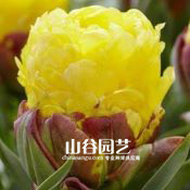 创世大发-郁金香