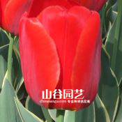 创世大发-郁金香