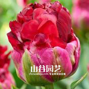 创世大发-郁金香