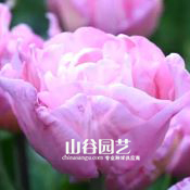 创世大发-郁金香