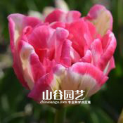 创世大发-郁金香