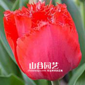 创世大发-郁金香