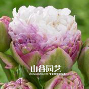 创世大发-郁金香