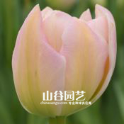 创世大发-郁金香