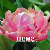 创世大发-郁金香