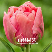 创世大发-郁金香