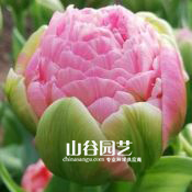 创世大发-郁金香