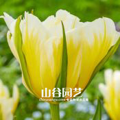 创世大发-郁金香