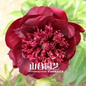 创世大发-芍药