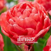 创世大发-郁金香