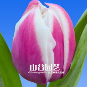 创世大发-郁金香