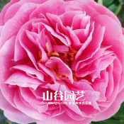 创世大发-芍药