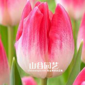 创世大发-郁金香