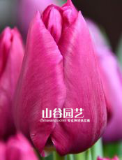 创世大发-郁金香