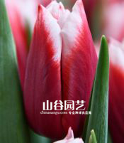 创世大发-郁金香