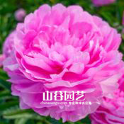 创世大发-芍药