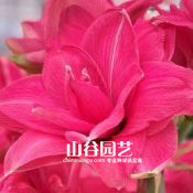 创世大发-朱顶红
