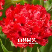 创世大发-郁金香