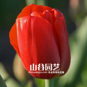 创世大发-郁金香