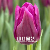 创世大发-郁金香