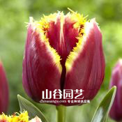 创世大发-郁金香