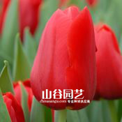 创世大发-郁金香