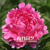 创世大发-芍药