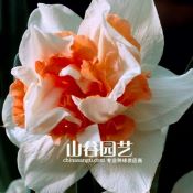 创世大发-洋水仙