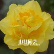 创世大发-洋水仙