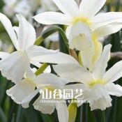 创世大发-洋水仙