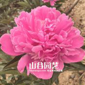 创世大发-芍药
