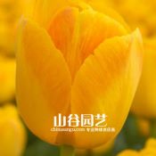 创世大发-郁金香