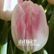 创世大发-郁金香