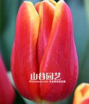创世大发-郁金香