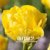 创世大发-郁金香