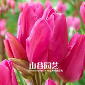 创世大发-郁金香
