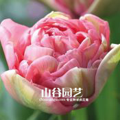 创世大发-郁金香