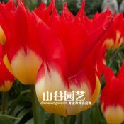 创世大发-郁金香