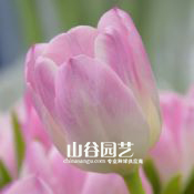 创世大发-郁金香