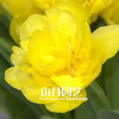 创世大发-郁金香