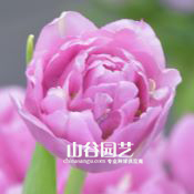 创世大发-郁金香