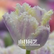 创世大发-郁金香