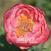 创世大发-芍药