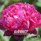 创世大发-芍药