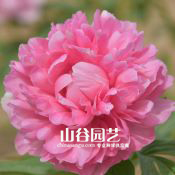 创世大发-芍药