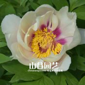创世大发-芍药