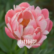 创世大发-芍药