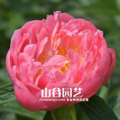 创世大发-芍药