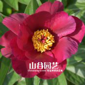 创世大发-芍药